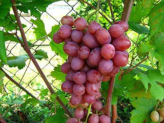 В Україні стало популярним у великих кількостях вирощувати виноград, черешні, яблука