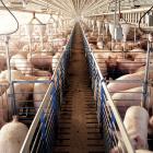 К прошлому году это число возросло до 24 миллиардов, причем большинство яиц, куриного мяса и свинины производилось на интенсивных фермах