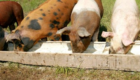 годування свиней